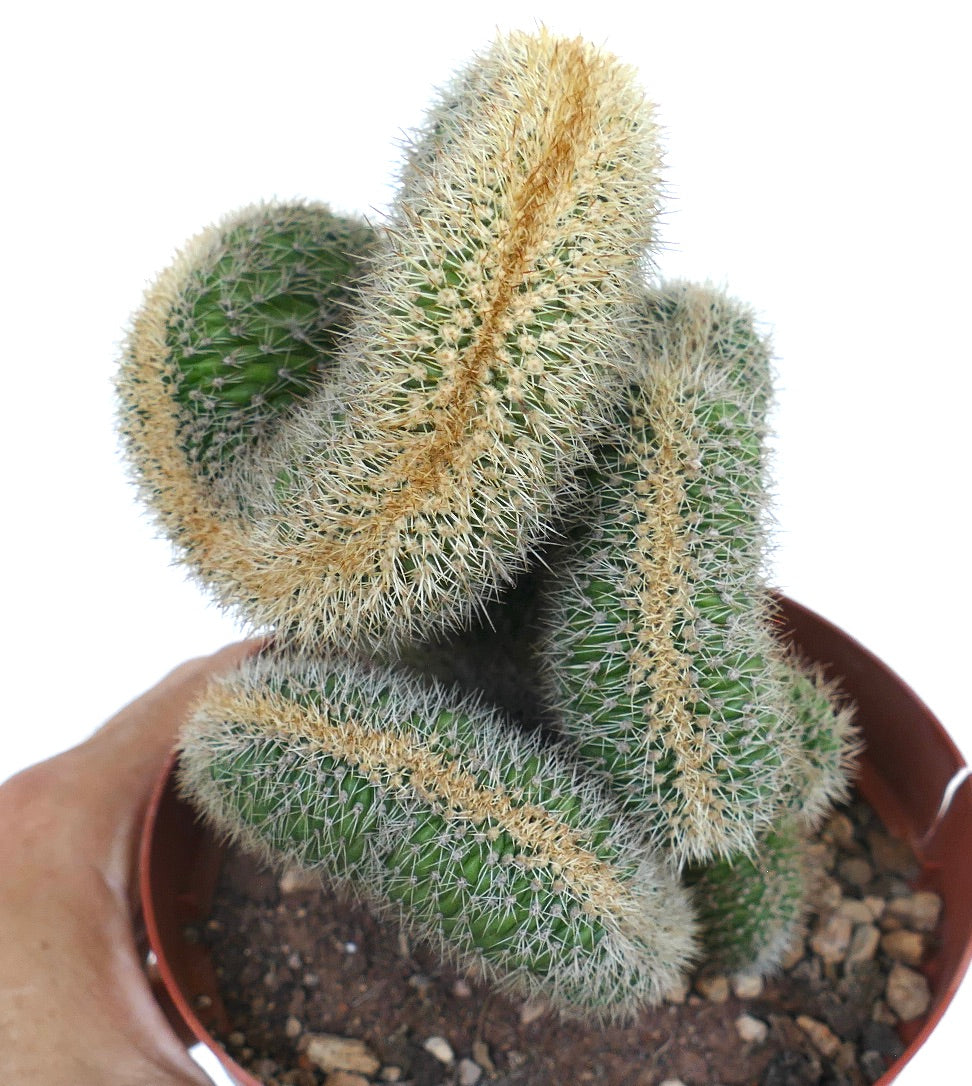 Top view of Loxanthocereus aureispinus crested, highlighting its twisted green stems and uniform covering of fine yellowish spines.