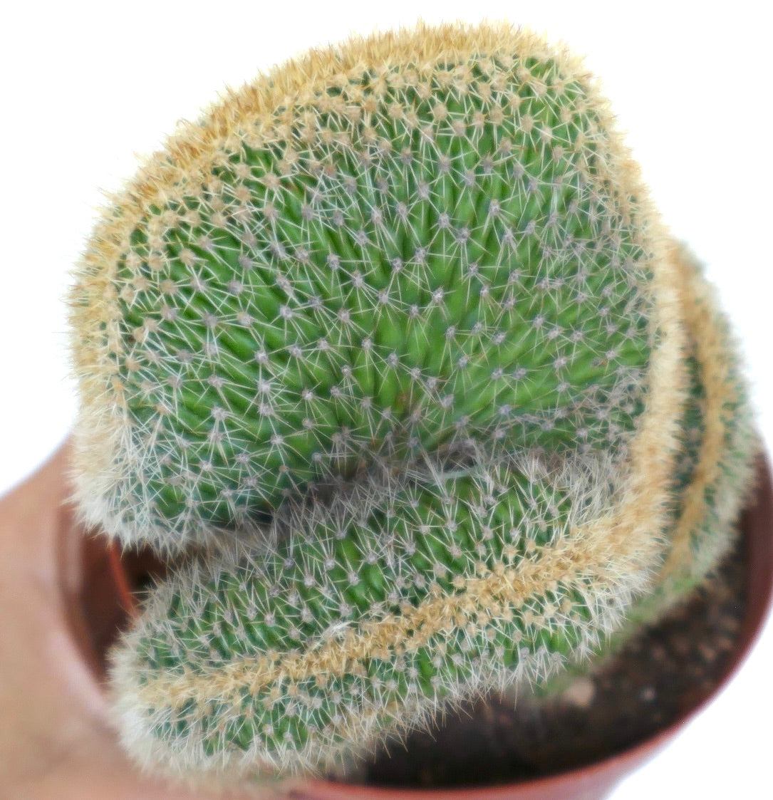 Close-up detail of Loxanthocereus aureispinus crested cactus, showing its crested ridge pattern and dense golden spine covering.
