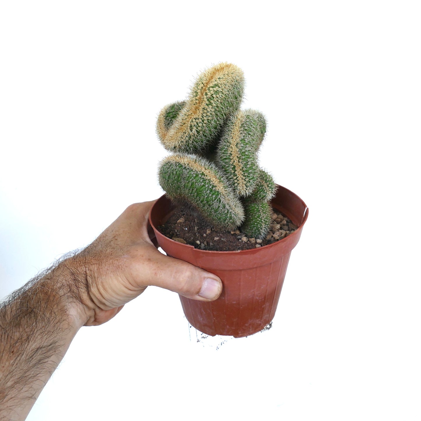 Loxanthocereus aureispinus crested cactus in a brown pot, with irregular fan-shaped growth and spiny texture, held in a hand.