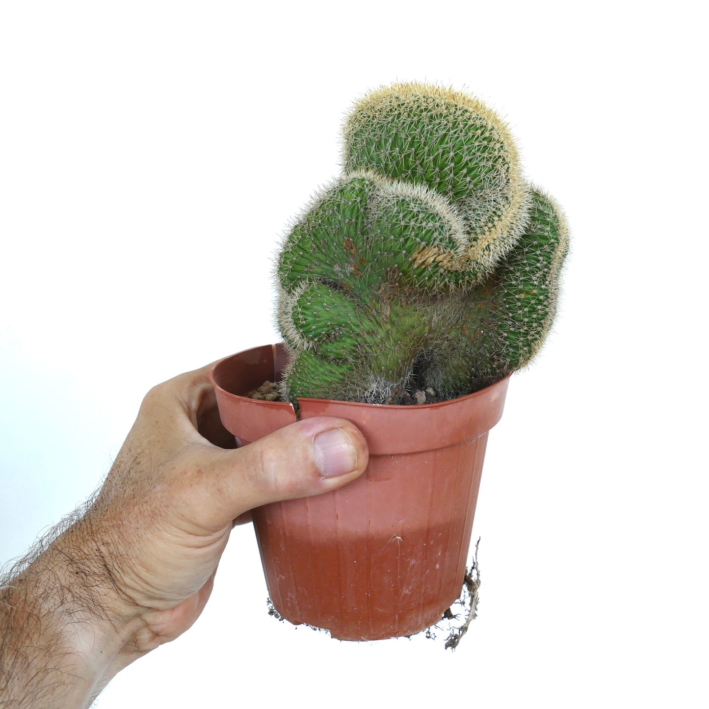Side view of Loxanthocereus aureispinus crested cactus, with multiple crested stems forming a compact cluster covered in golden spines.