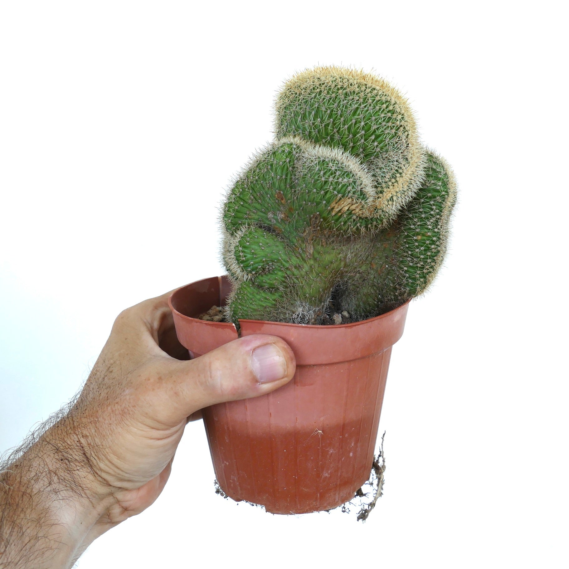 Side view of Loxanthocereus aureispinus crested cactus, with multiple crested stems forming a compact cluster covered in golden spines.