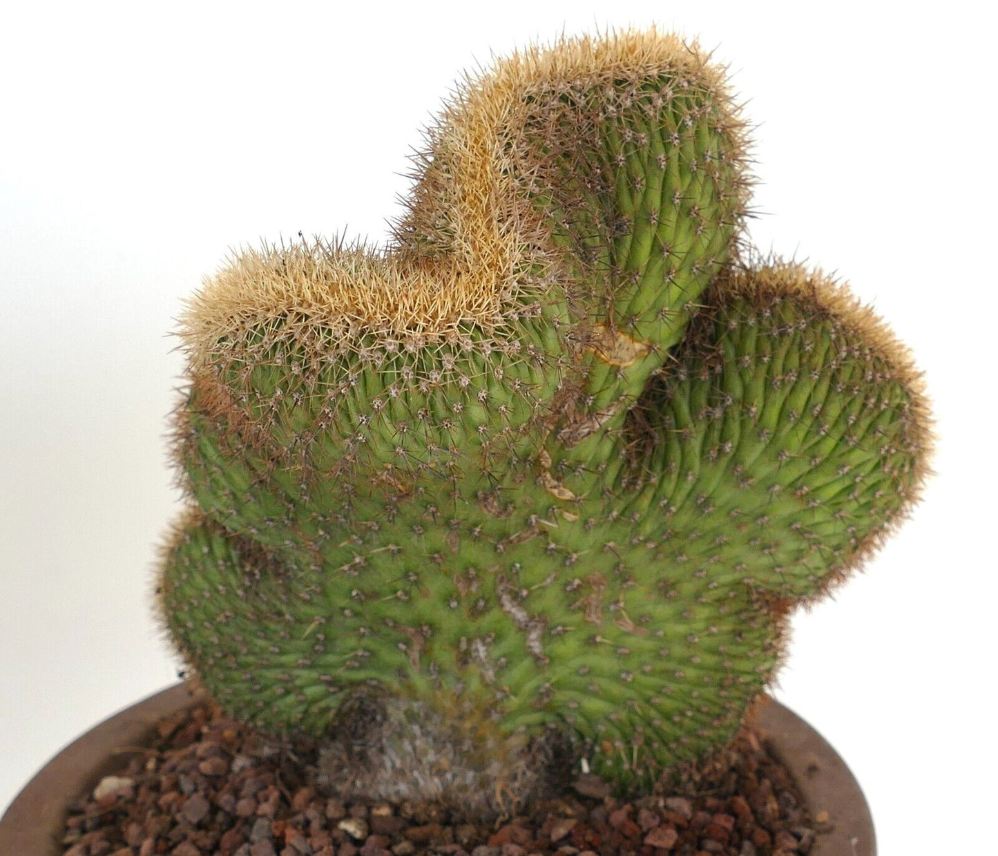 Loxanthocereus aureispinus CRESTED 9MZ