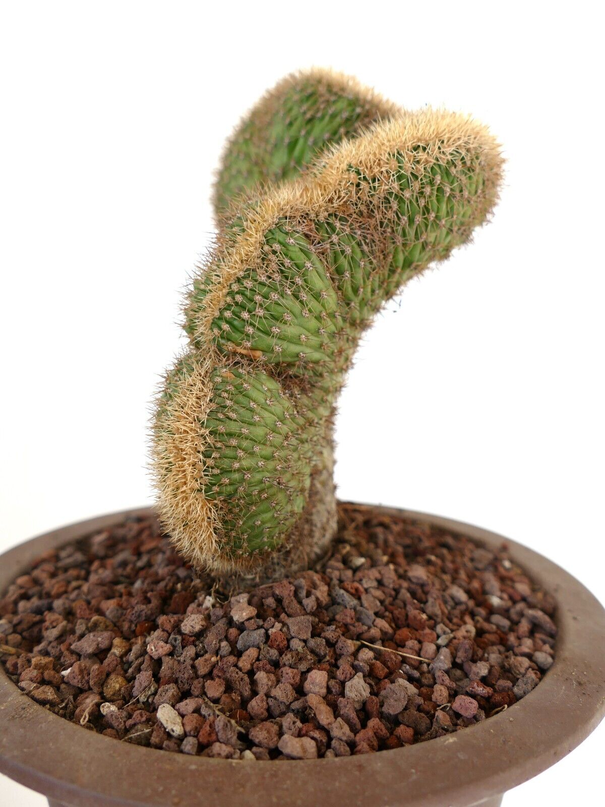 Loxanthocereus aureispinus CRESTED 9MZ