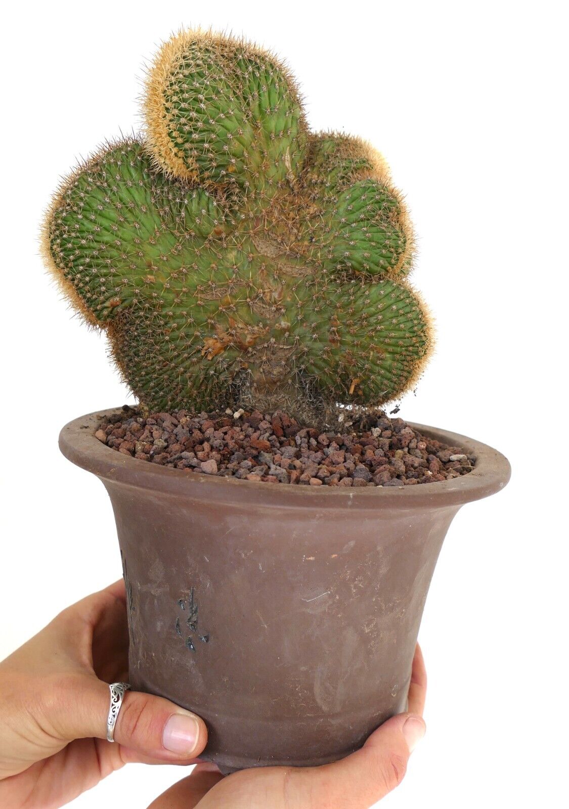 Loxanthocereus aureispinus CRESTED 9MZ