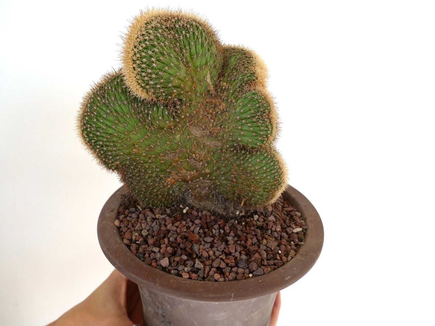 Loxanthocereus aureispinus CRESTED 9MZ