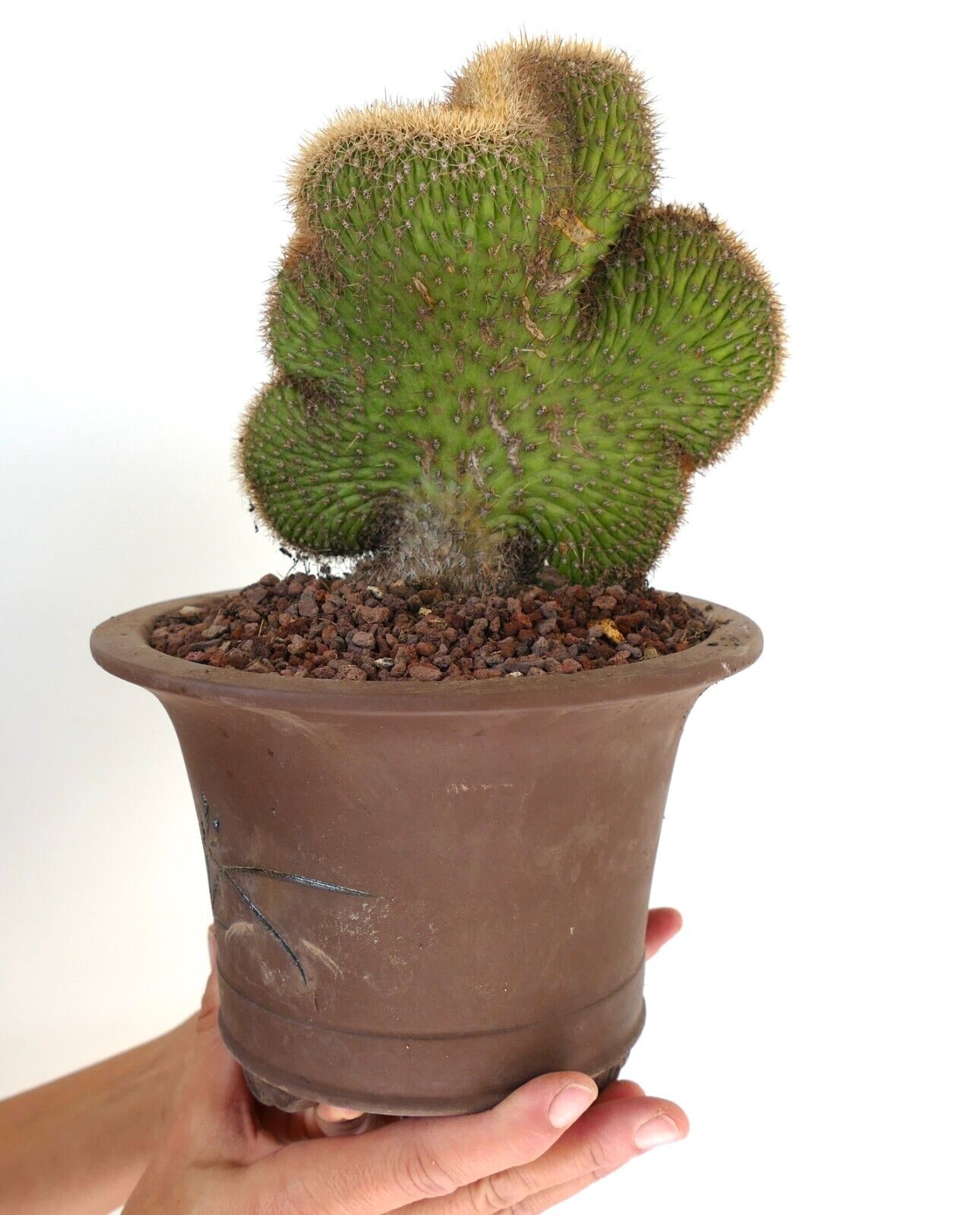 Loxanthocereus aureispinus CRESTED 9MZ