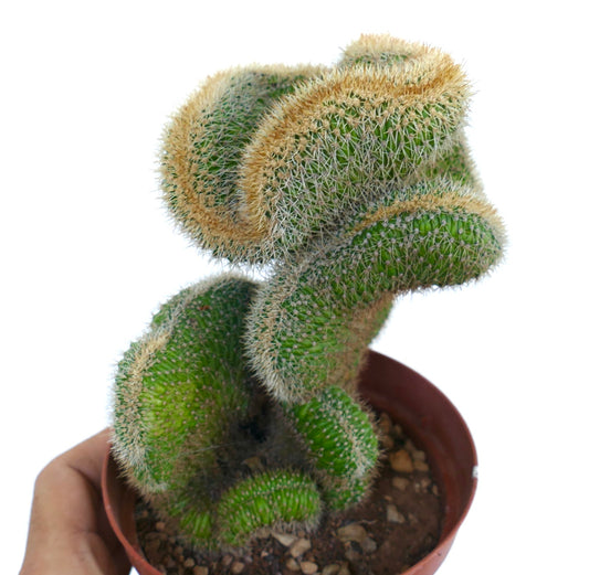 Loxanthocereus aureispinus crested cactus in a pot, showing twisted fan-like growth with dense spines along the ridges.
