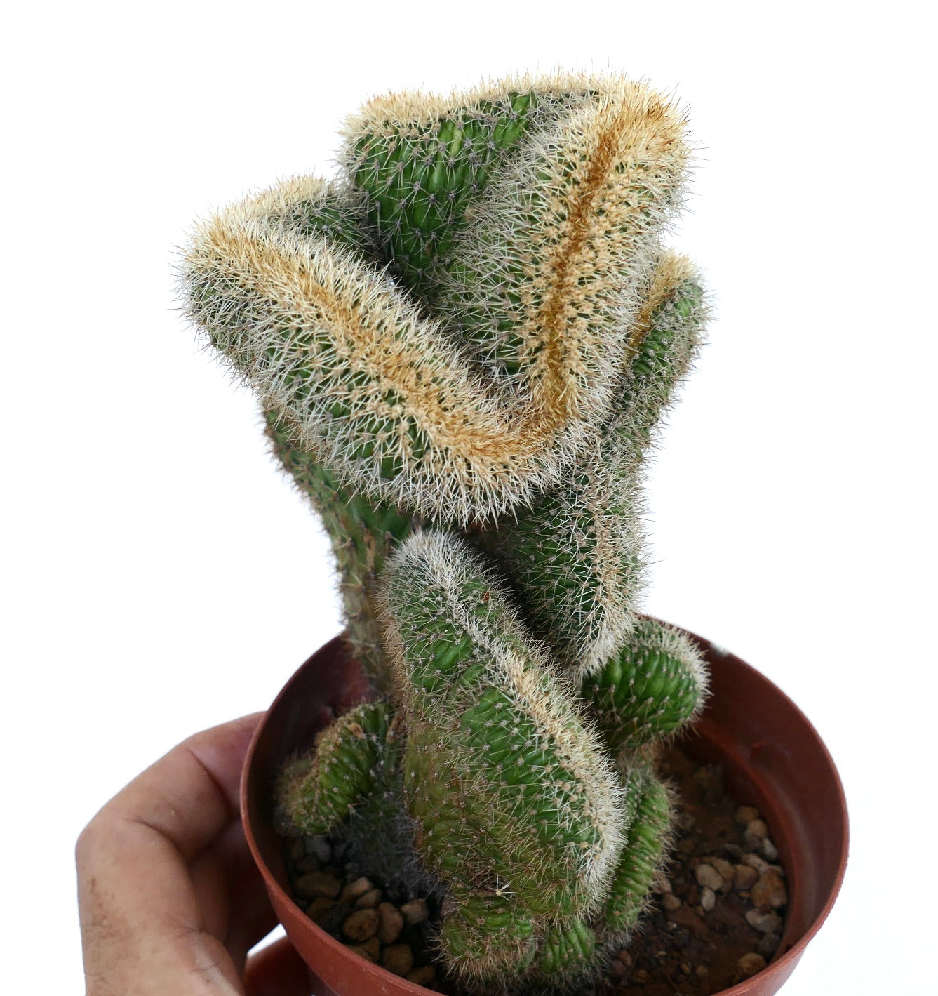 Tall crested Loxanthocereus aureispinus with wavy, folded stems covered in golden spines, displayed in a brown pot.