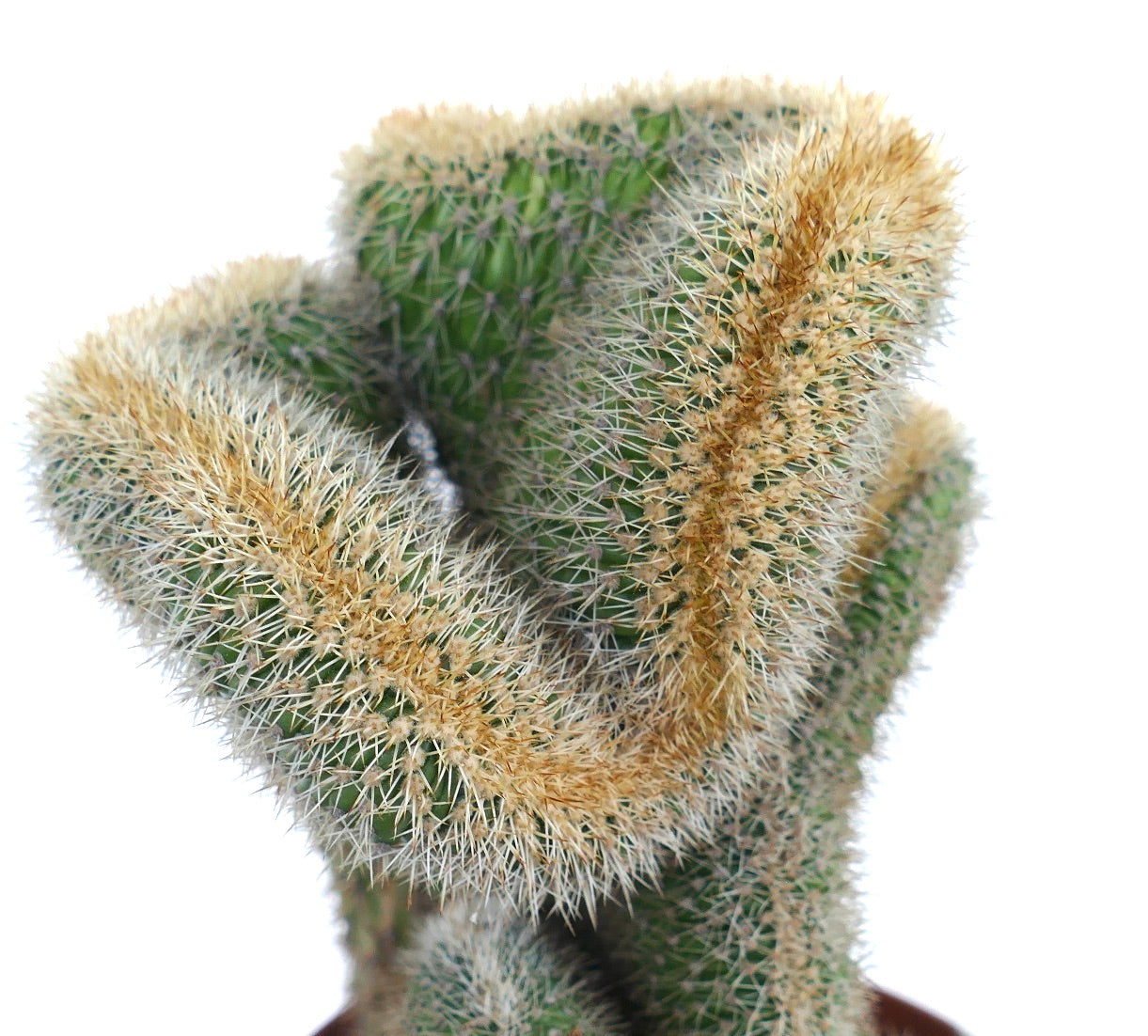 Close-up of the cresting pattern of Loxanthocereus aureispinus, highlighting its curved ridges and yellowish spines.