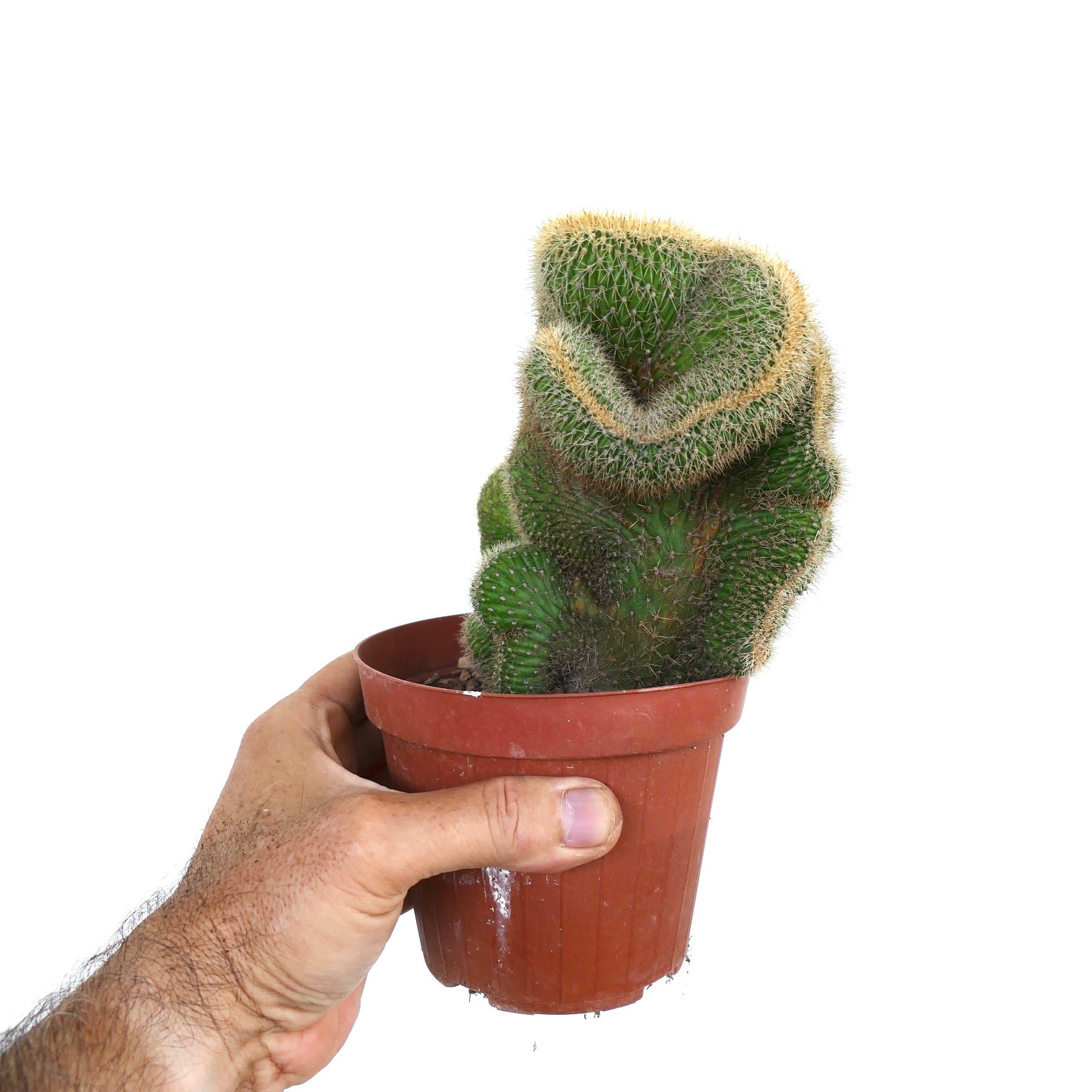 Hand holding a potted Loxanthocereus aureispinus crested form, with unique sculptural folds and dense spination.