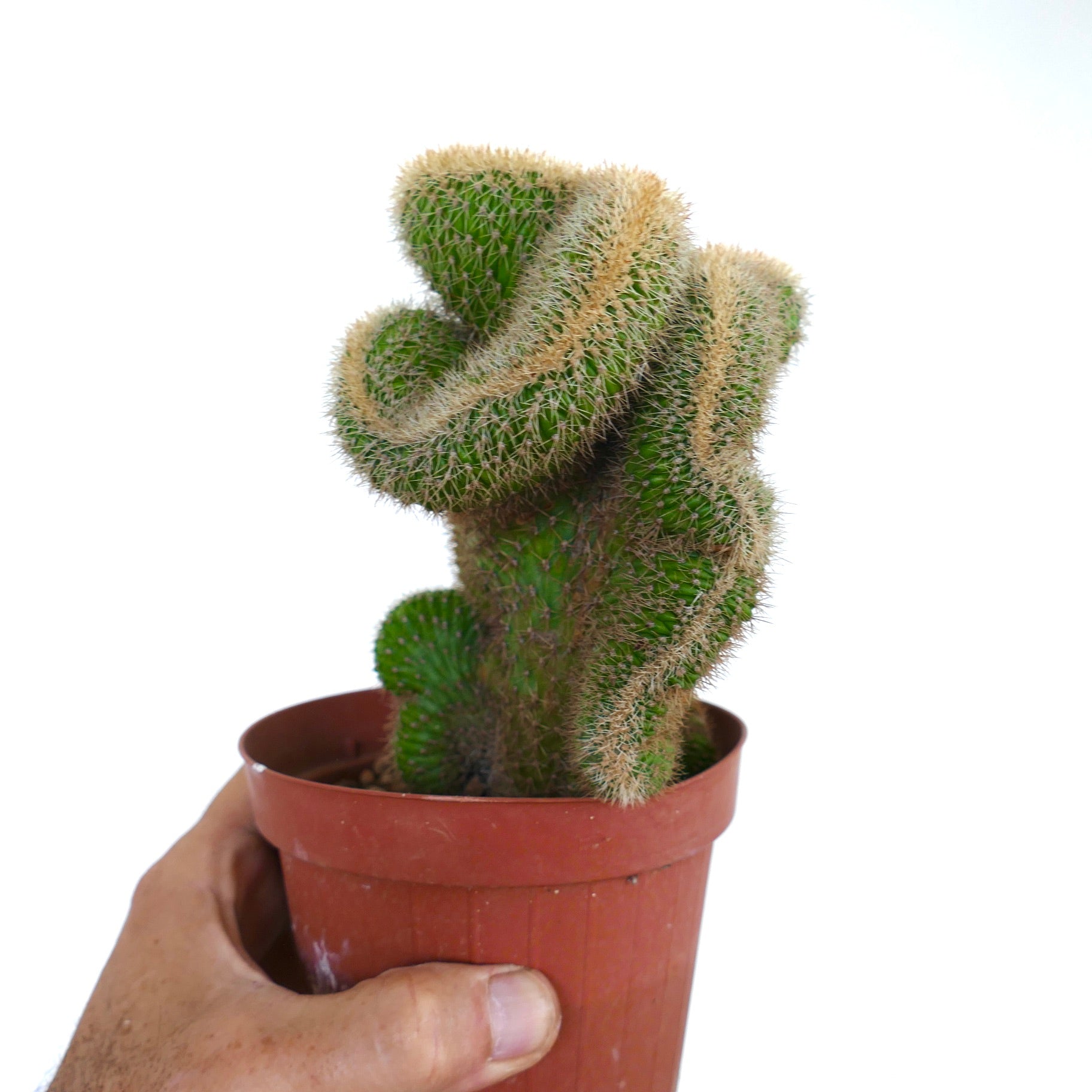 Loxanthocereus aureispinus｜Botanical Archive｜ユニークなサボテン販売
