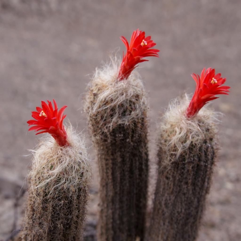 Cactus Loxanthocereus hoffmannii avec des fleurs rouges et des épines blanches velues en gros plan
