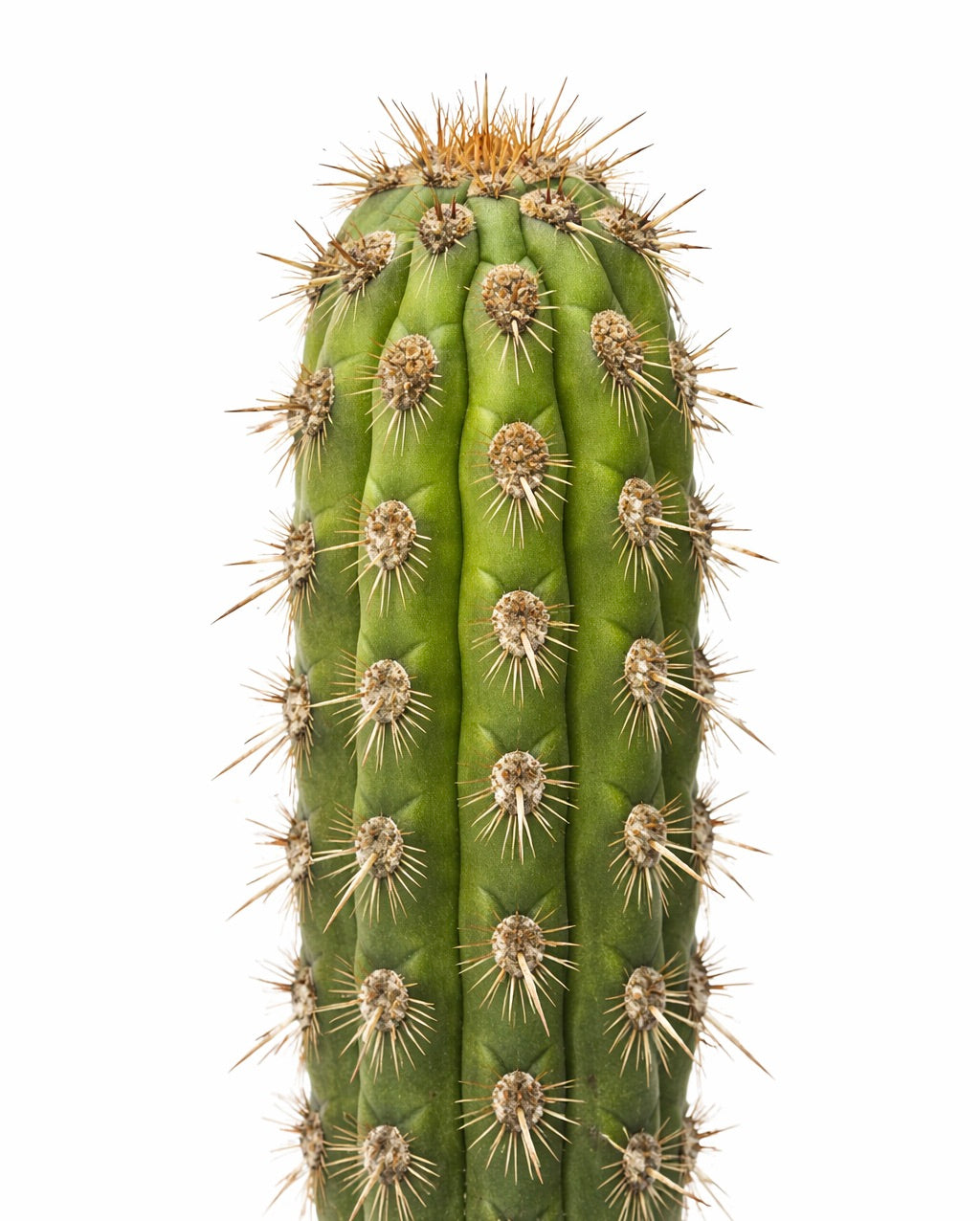 Loxanthocereus pullatus rare cactus vert avec des épines brunes proéminentes et une structure côtelée