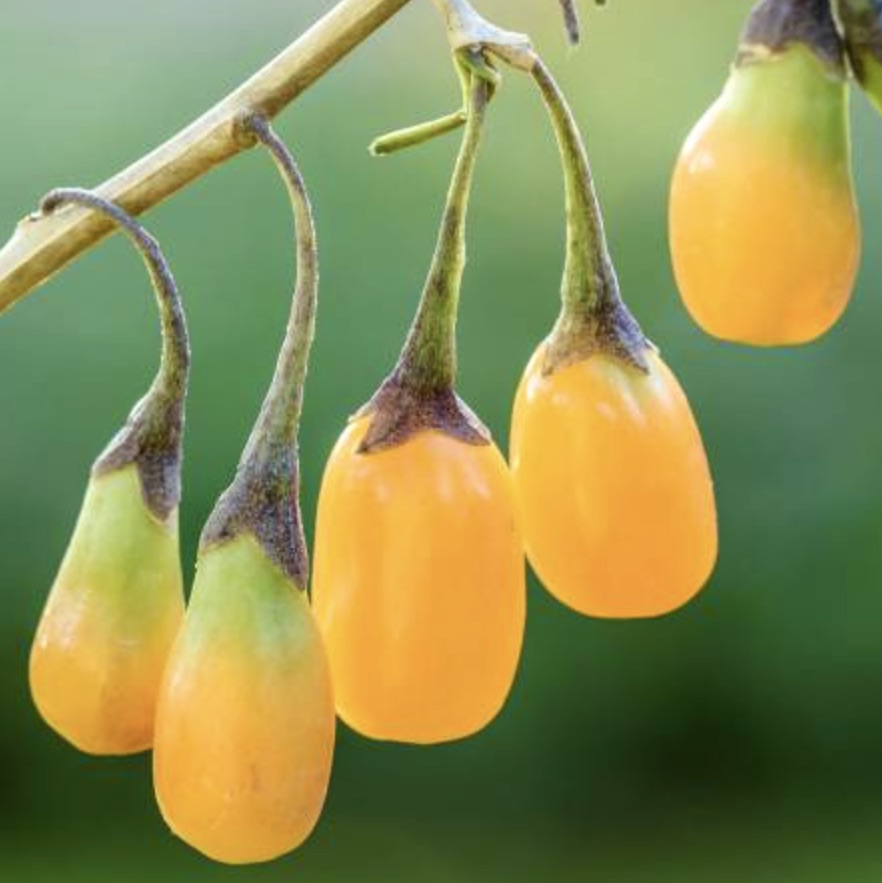 Lycium barbarum YELLOW GOJI