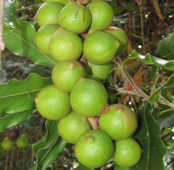Macadamia integrifolia cluster of green round nuts with glossy serrated leaves