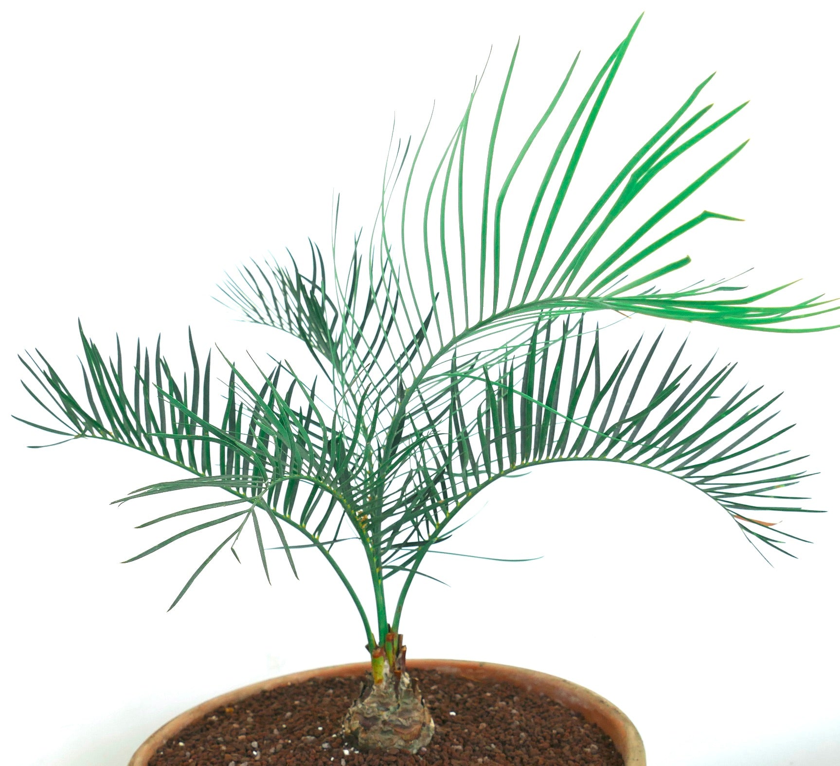Macrozamia macdonnellii | MacDonnell Ranges Cycad | Buy Now