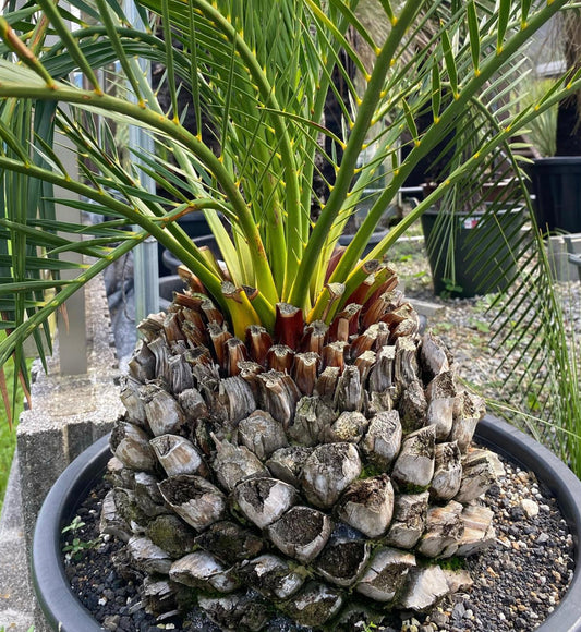 Macrozamia mountperriensis rare cycad with thick textured trunk and sharp green leaves