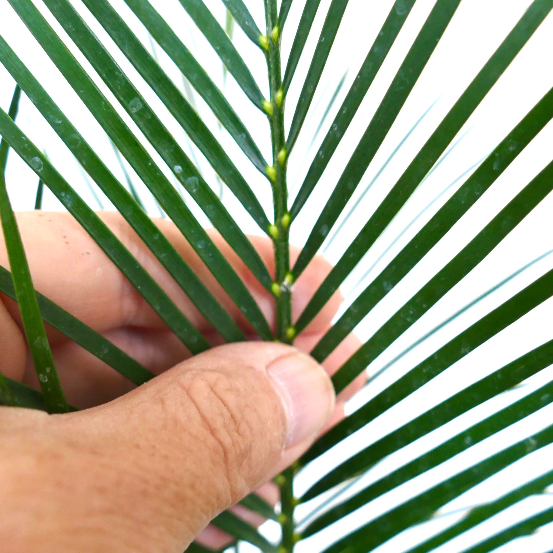 Macrozamia mountperriensis in primo piano che mostra foglie pennate verdi lucide con dettagli della superficie del fusto