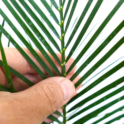 Macrozamia mountperriensis in primo piano che mostra foglie pennate verdi lucide con dettagli della superficie del fusto