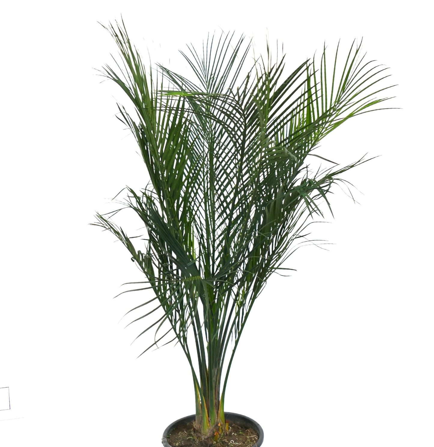 Macrozamia mountperriensis cicade rara con foglie verdi piumate e caudice robusto in vaso