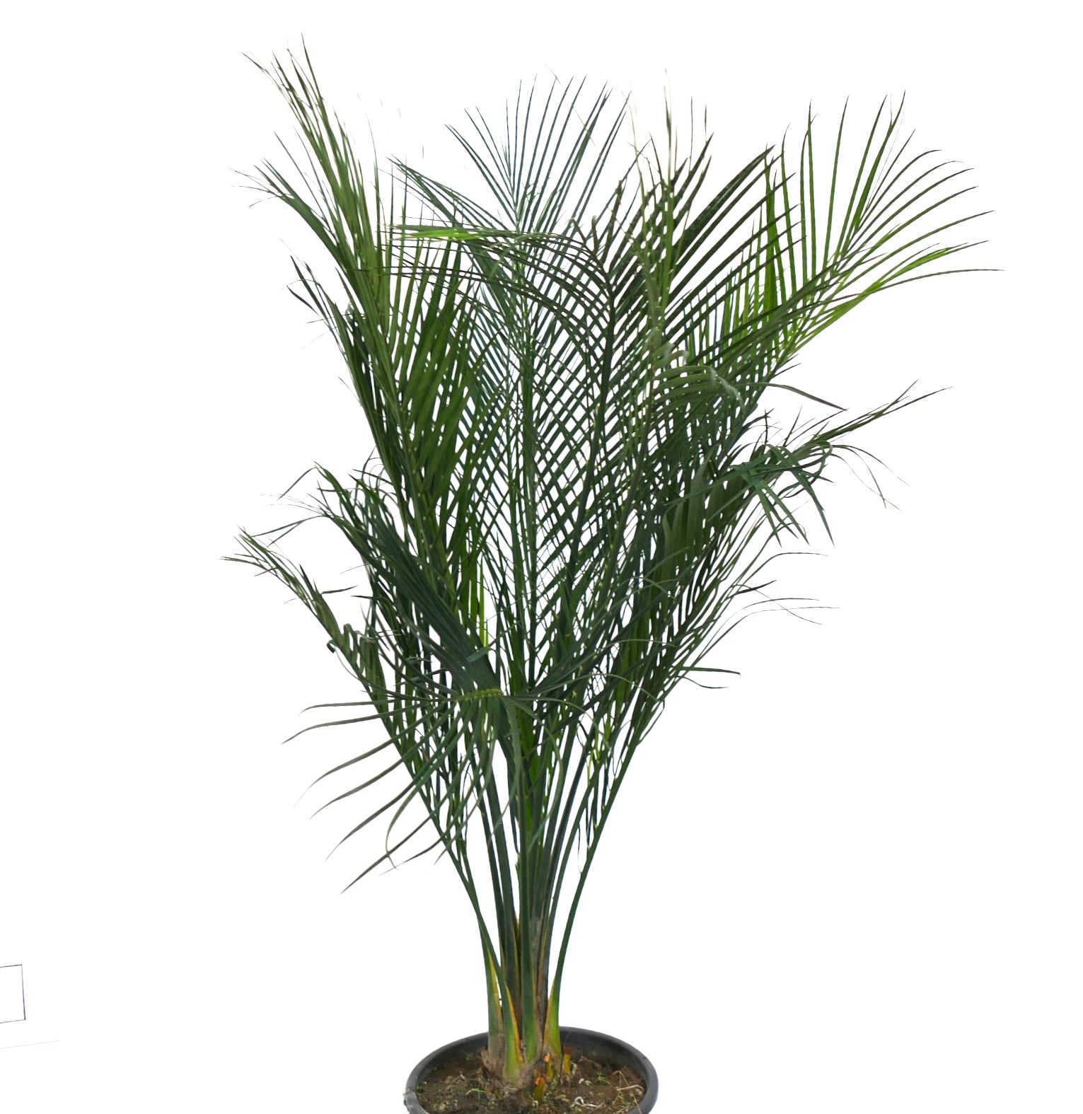 Macrozamia mountperriensis cicade rara con foglie verdi piumate e caudice robusto in vaso