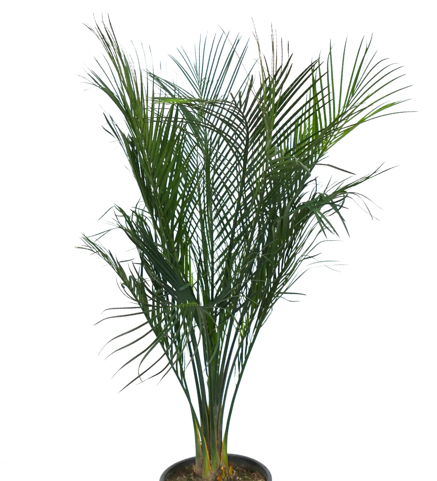 Foglie verde intenso simili a palme di Macrozamia mountperriensis con steli sottili in vaso