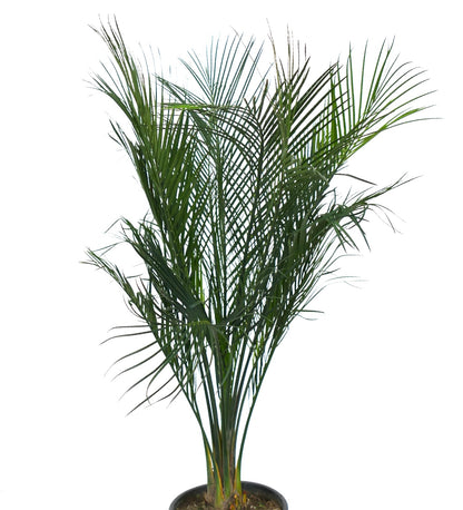 Foglie verde intenso simili a palme di Macrozamia mountperriensis con steli sottili in vaso