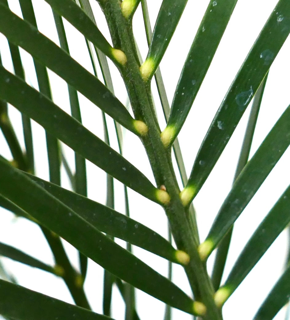 Macrozamia mountperriensis, primo piano di foglie pinnate verde scuro lucide con basi delle foglie gialle