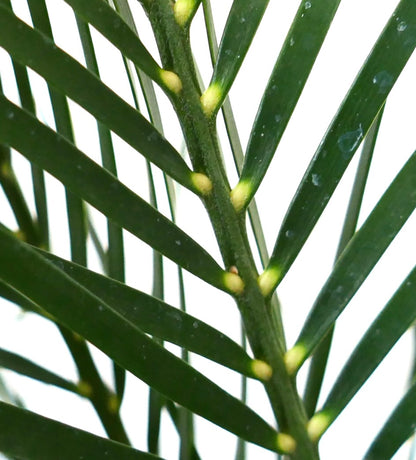 Macrozamia mountperriensis, primo piano di foglie pinnate verde scuro lucide con basi delle foglie gialle