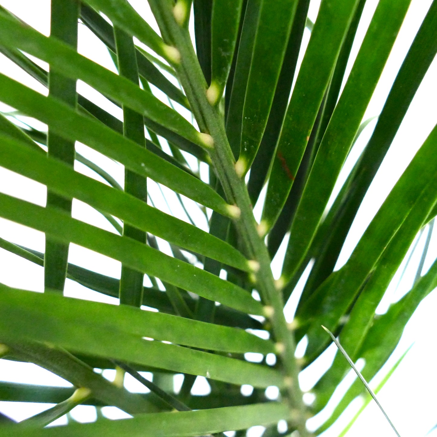 Foglie pennate di un verde rigoglioso di Macrozamia mountperriensis con superficie liscia e vene midollari ben evidenti