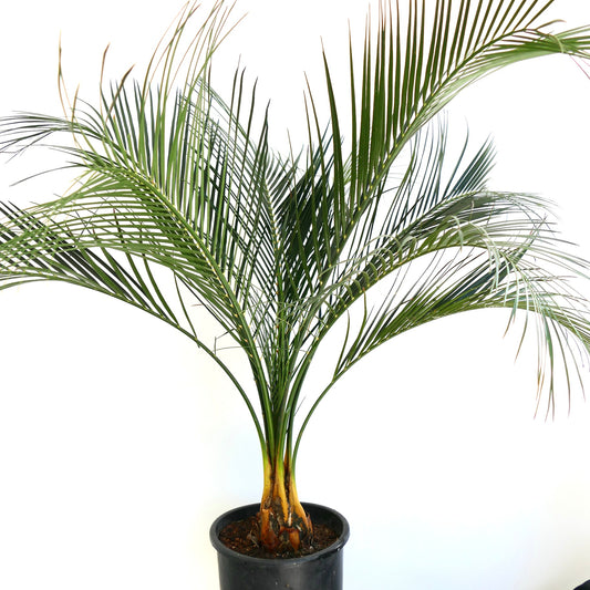 Macrozamia mountperriensis potted cycad with slender green fronds and thick caudex base