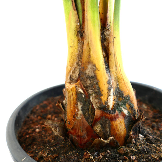 Macrozamia mountperriensis caudex with textured brown and green stem in black pot