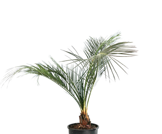 Macrozamia mountperriensis potted cycad with feathery green leaves and thick trunk