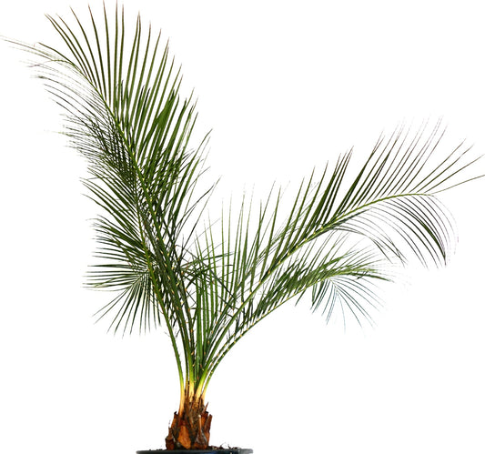 Macrozamia mountperriensis rare cycad with long slender green leaves and textured trunk in pot