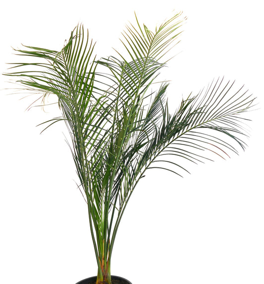 Macrozamia mountperriensis slender rare cycad with long green pinnate leaves in black pot