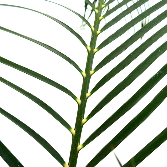 Macrozamia mountperriensis close-up of green pinnate leaf with smooth leaflets and central stem