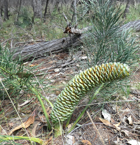 マクロザミア・ステノメラ