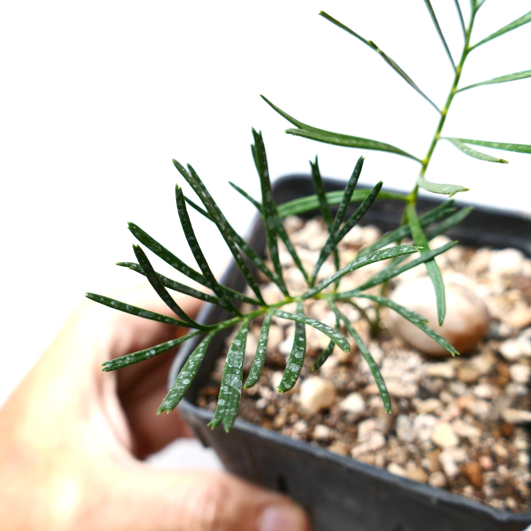 マクロザミア ステノメラ Macrozamia stenomera Macrozamia stenomera