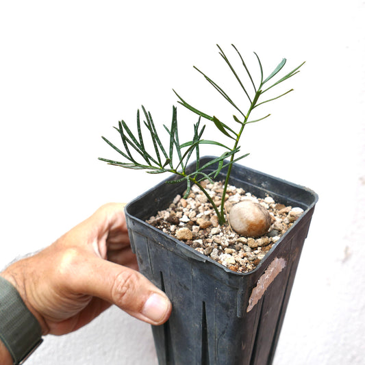 Macrozamia stenomera young seedling with slender green leaves in black nursery pot