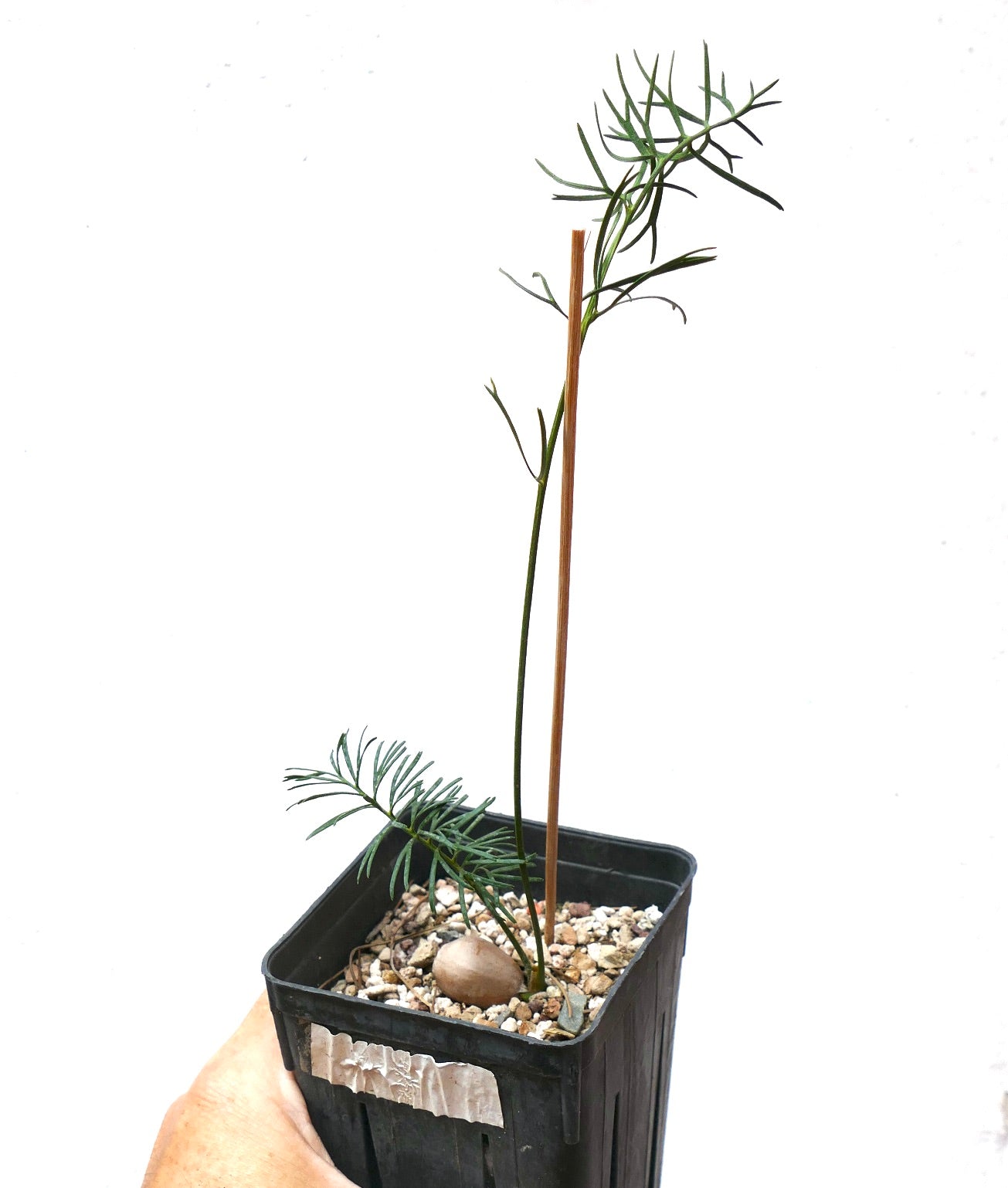 Macrozamia stenomera slender seedling with delicate green leaves in small pot