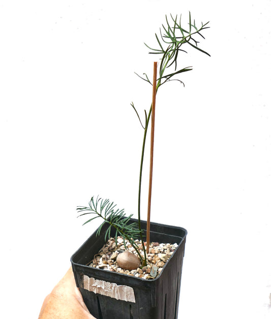 Macrozamia stenomera slender seedling with delicate green leaves in small pot