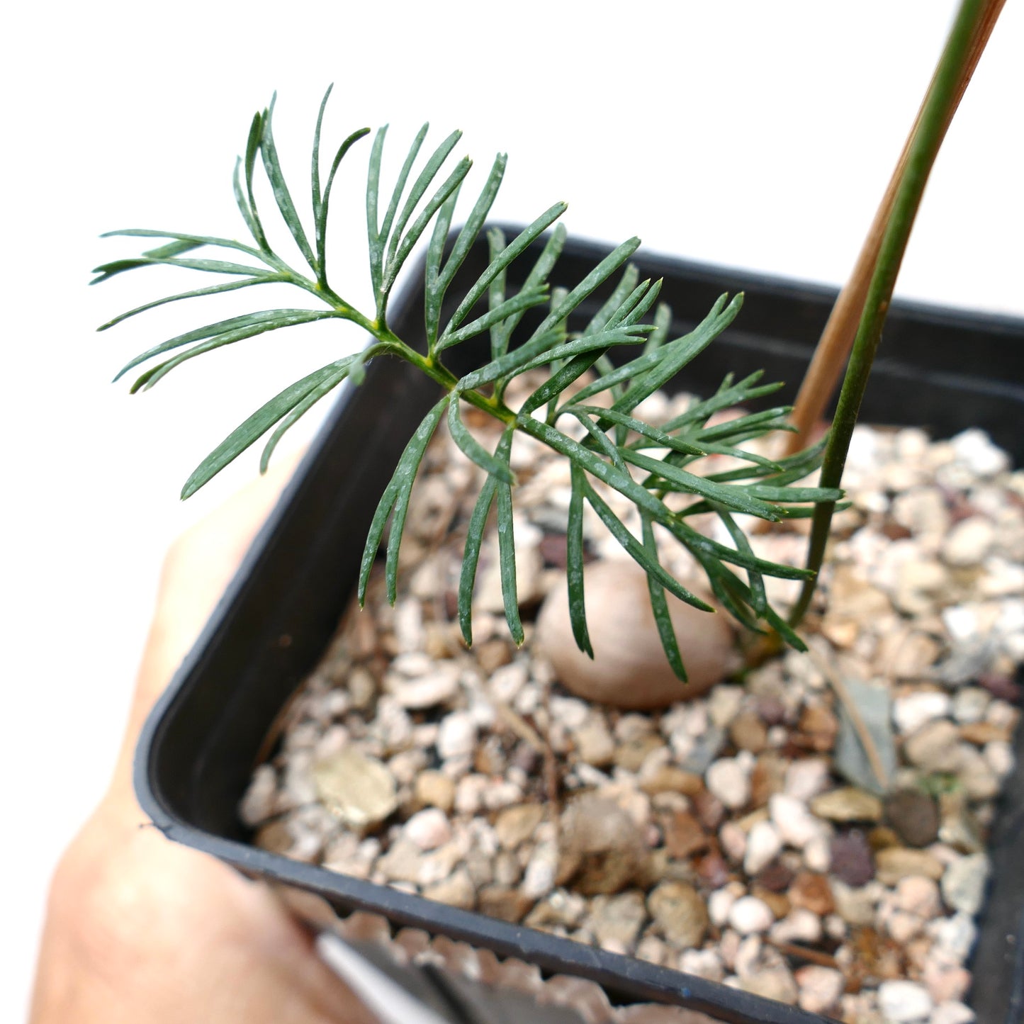 Macrozamia stenomera young seedling with slender green leaves in small black pot