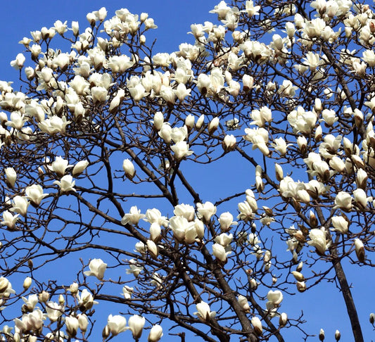Magnolia denudata tree with abundant white cup-shaped flowers and bare branches against blue sky