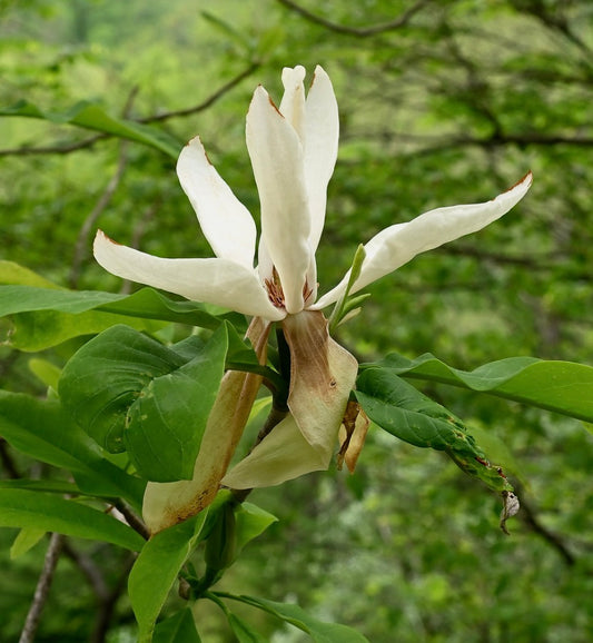 Magnolia virginiana white elongated petals with green leaves and natural background