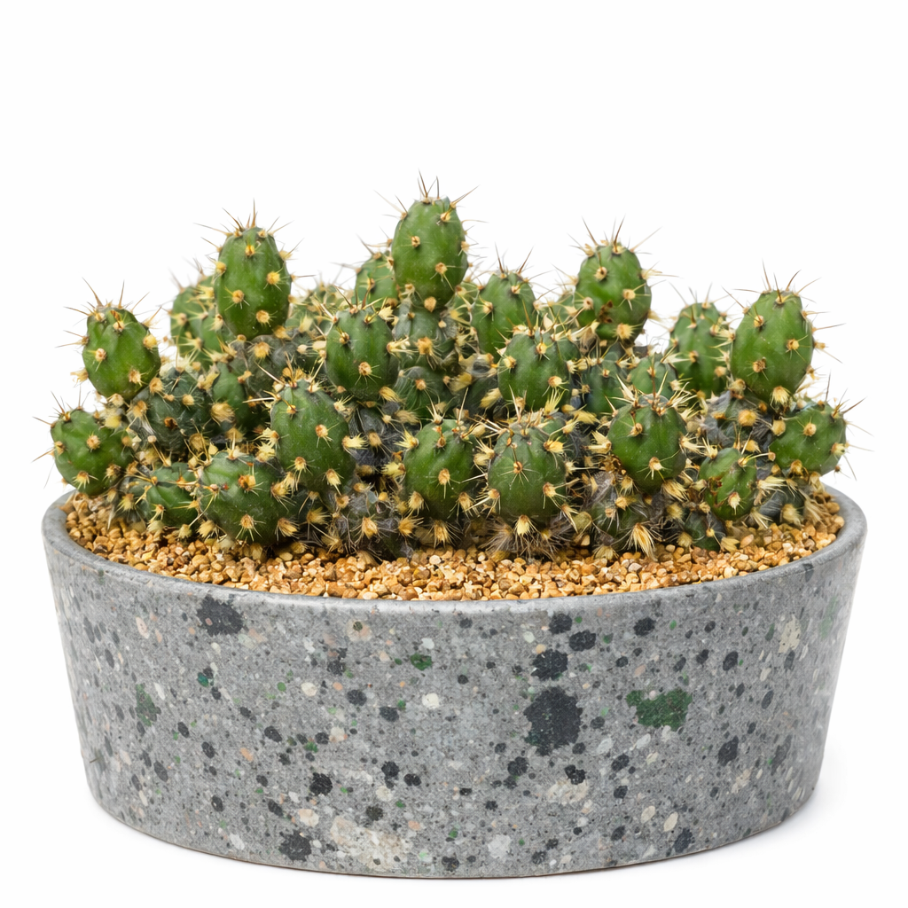마이후에니옵시스 글로메라투스 아트로스피노수스 노란 가시가 있는 작은 무리지어진 선인장 돌 화분에 담긴