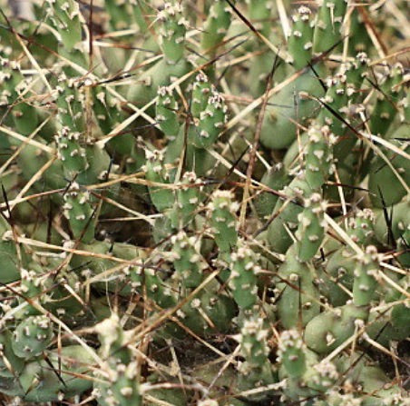 Semi di Maihueniopsis molfinoi (El Moreno)