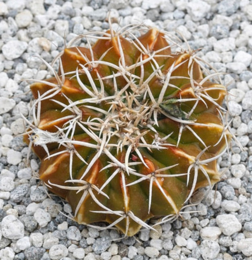 말라코카르푸스 쿠랑티이 희귀 다육 선인장, 자갈 배경에 돋보이는 긴 하얀 가시