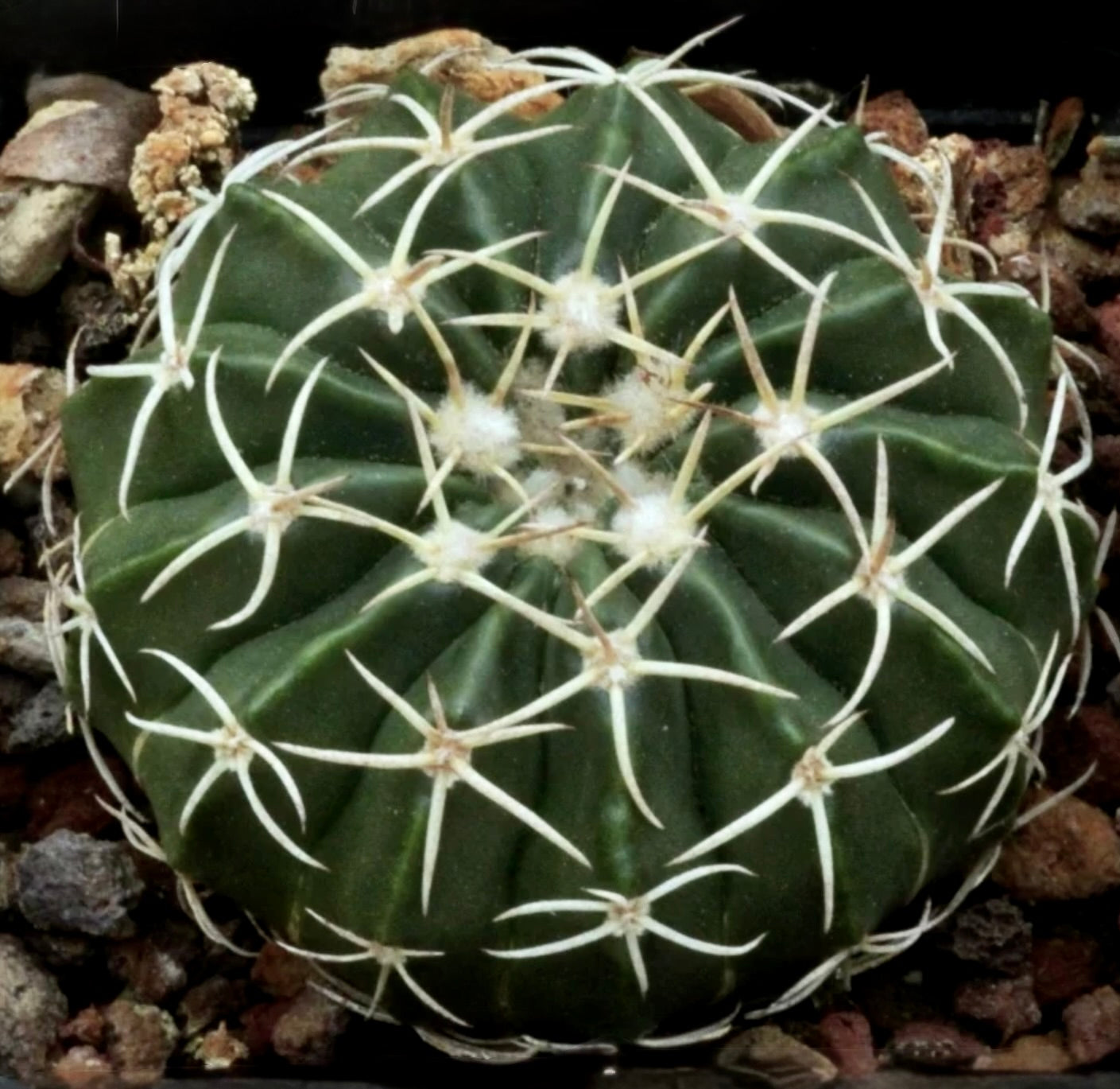 말라코카르푸스 세실리플로라 둥근 초록 선인장, 뚜렷한 흰 가시와 리브 질감