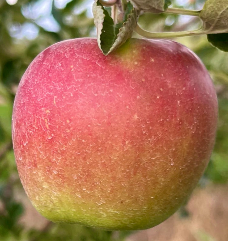 Fruto maduro de maçã vermelha e verde Malus domestica cv TSUGARU no ramo da árvore