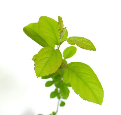 Malus hupehensis 30-70cm